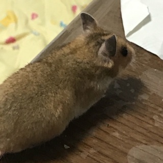 ゴールデンとクロクマのハーフ