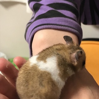 ゴールデンとクロクマのハーフ