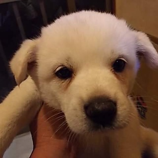 仔犬 ミックス男の子