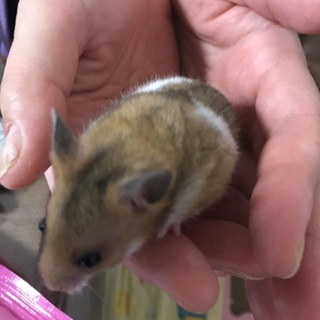 ゴールデンとクロクマのハーフ