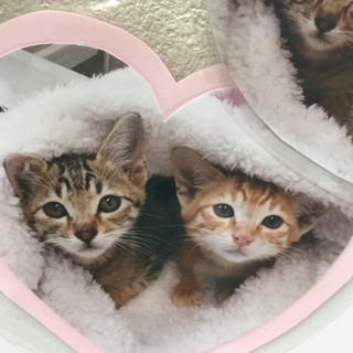 可愛いタレ目のチャトラ&キジトラ兄弟