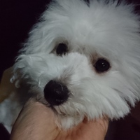 ビションフリーゼ