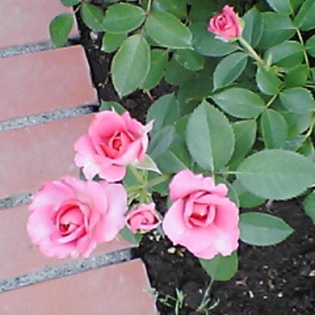 笑う角には福ちゃんも笑うのカバー写真