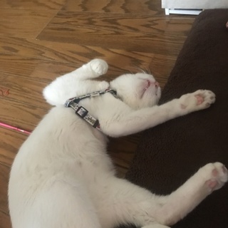 里親様決定致しました。ありがとうございました。