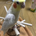 オカメインコ 里親募集