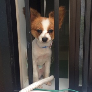 ✩パピヨン 10ヵ月✩