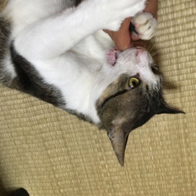 猫の仮宿のカバー写真