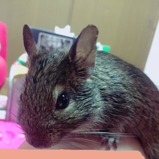 生後8ヶ月のメスのデグー
