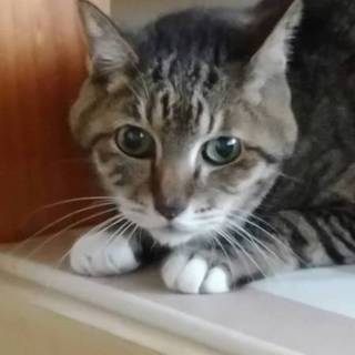 飼い主さん急死でひとりぼっち