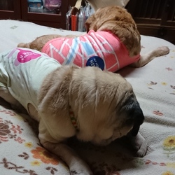 毎日の儀式( *・ω・)ノ