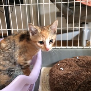 瞳のキレイな美人ミケさん＊