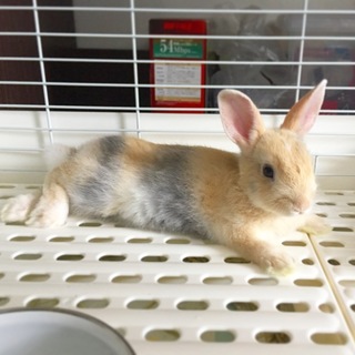 親戚の家に行くことが決まりました！