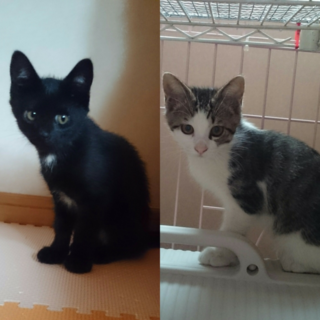 去勢します！3か月弱きょうだい子猫オス&メス
