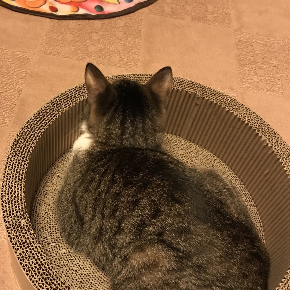 まあやのカバー写真