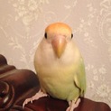 コザクラインコ 里親募集
