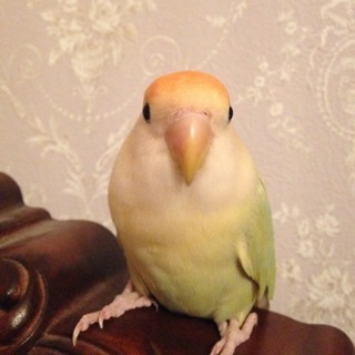 コザクラインコ 里親募集