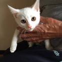 真っ白い仔猫ちゃんの里親募集