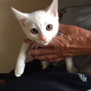 真っ白い仔猫ちゃんの里親募集