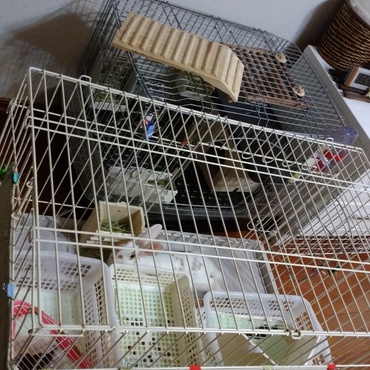 ラッキーのお部屋拡張しました。