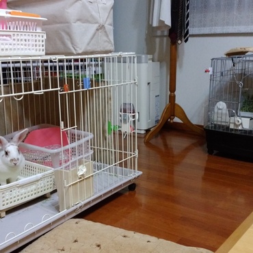 部屋んぽの時はこんな風に。