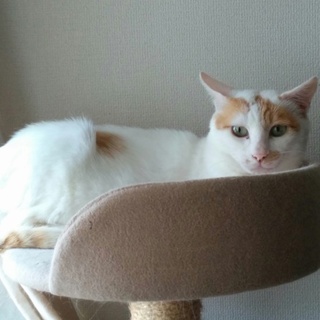 甘えんぼうの白猫くん☆