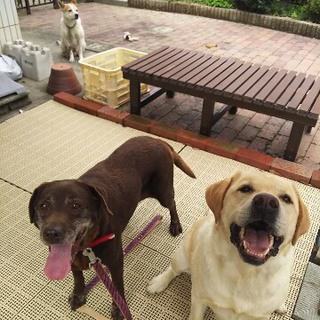 肥満細胞腫の為募集終了チョコラブおばあちゃん