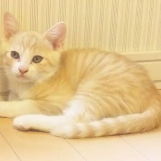 3ヶ月茶色多め茶白くん美形　血液検査陰性、便検査済