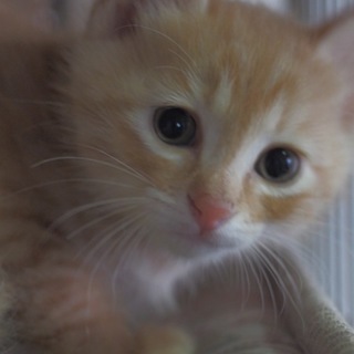 愛嬌たっぷりの茶トラの里親さん募集します