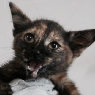 保護団体様が引き出して下さいました。