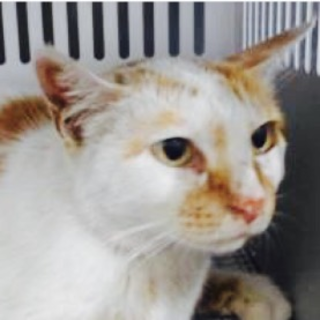 愛護団体様の引き出し決定致しました。