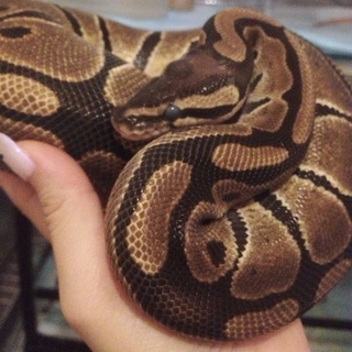 ボールパイソン ノーマル