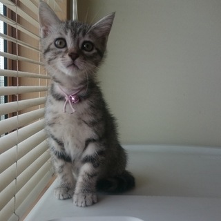 サバトラ☆ピンクちゃん