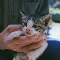 野良猫の赤ちゃんの里親探してます。