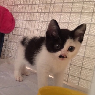 パンダみたいな女の子。2ケ月の大福ちゃん。