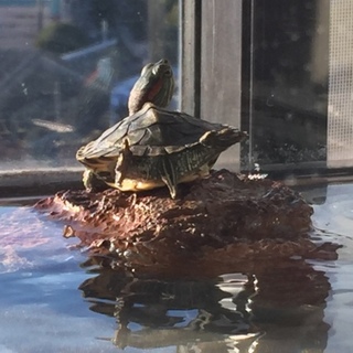 アカミミガメの男の子です