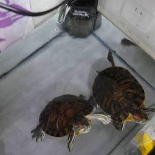 ミドリガメ２匹