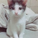 可愛い子猫