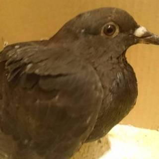 心優しい里親さんが見つかりました