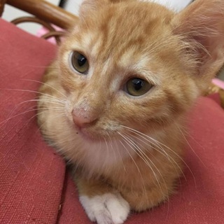 シャイボーイ、マシュマロ里親募集中！