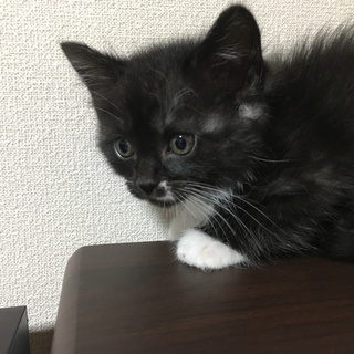 生後３ヶ月垂れ耳とくつ下