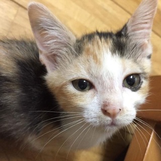 三毛猫の柄が可愛い、みやちゃん