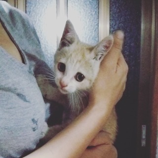 生後2ヶ月の茶トラちゃんです