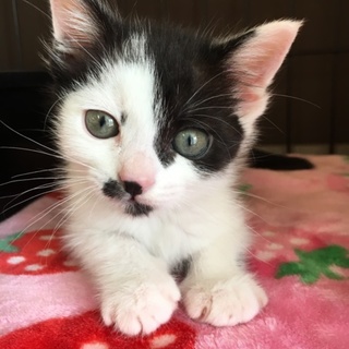 つぶらな瞳の女の子です♡