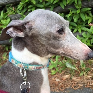 温かいご家庭を募集しております