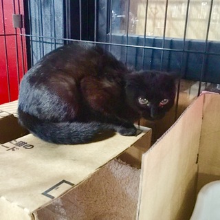 再募集！黒スコティッシュMIX