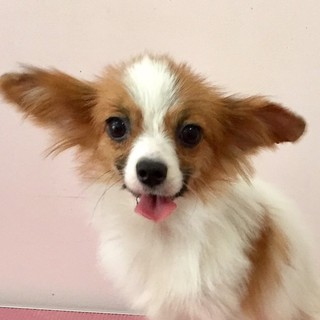 家族が決まりました