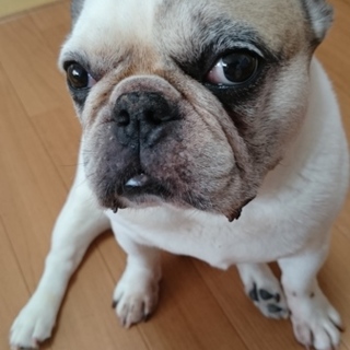 ドン君☆人が大好き！温かく迎えてくれる家族様募集！