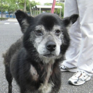 【譲渡されました❗】人懐っこい老黒ワンコ