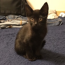 猫の譲渡会 三重県名張市