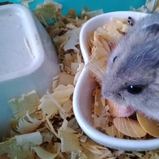 ハムスターの赤ちゃん